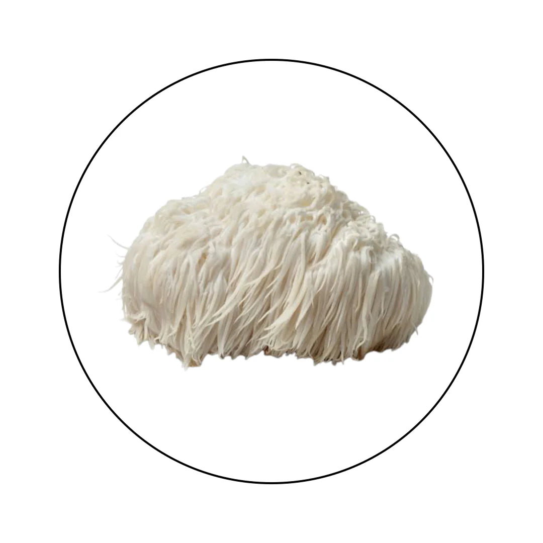 Lions Mane • Extracto de Melena de León en Polvo Atomic Sapiens