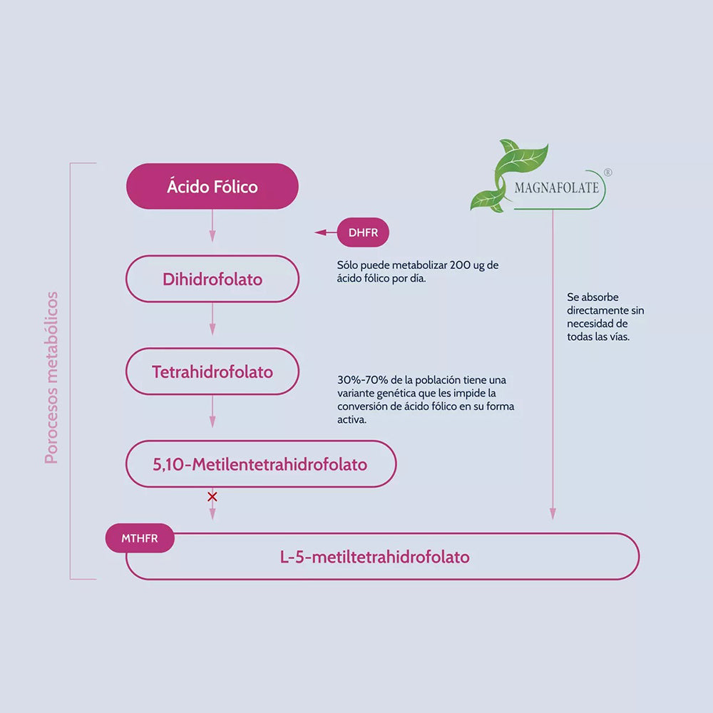 Methyl Folate Support Metilfolato Magnafolato - foto 3