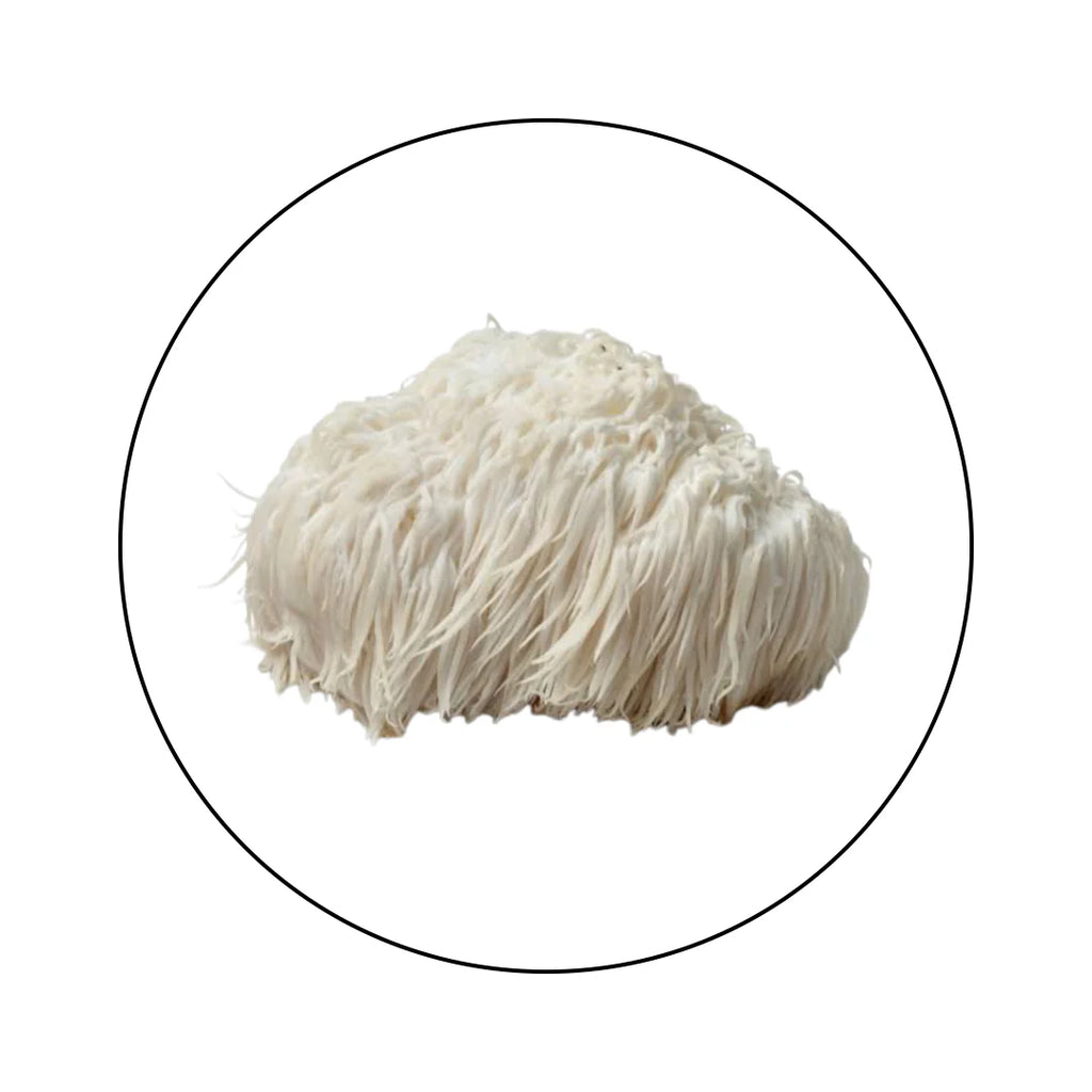 Lion's Mane en Polvo Melena de León Atomic Sapiens - foto 6