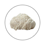 Lion's Mane en Polvo Melena de León Atomic Sapiens - foto 6