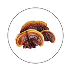 Reishi Extracto de Reishi en Polvo Atomic Sapiens - foto 7