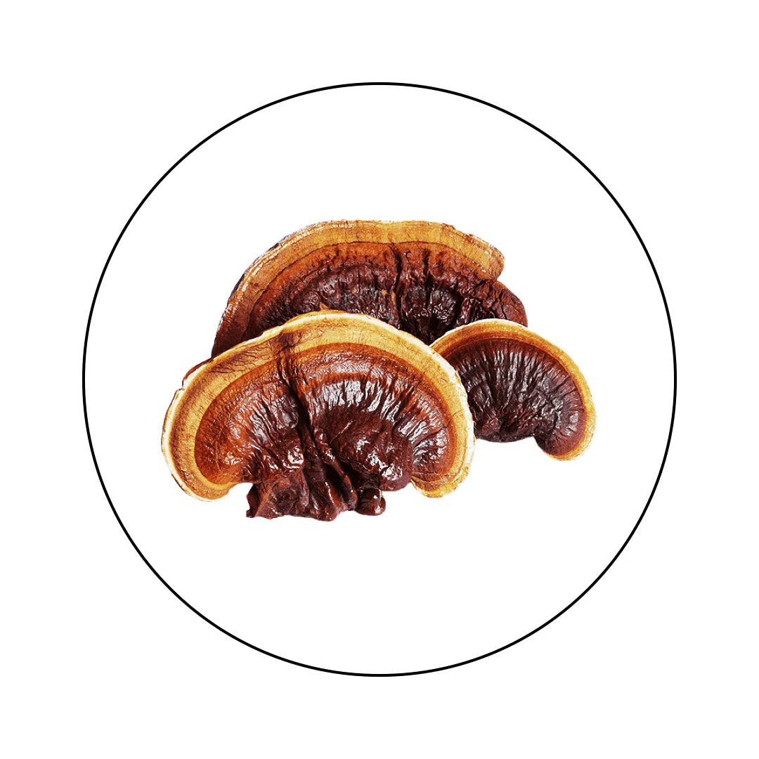 Reishi • Extracto de Reishi en Polvo Atomic Sapiens