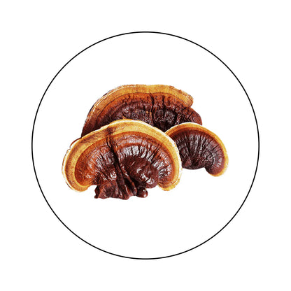 Reishi • Extracto de Reishi en Polvo Atomic Sapiens
